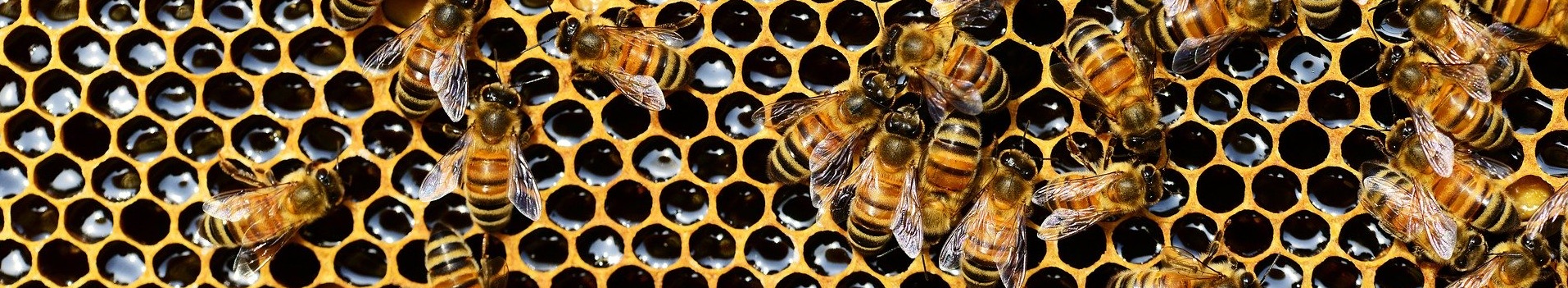 Bienen bei bpc